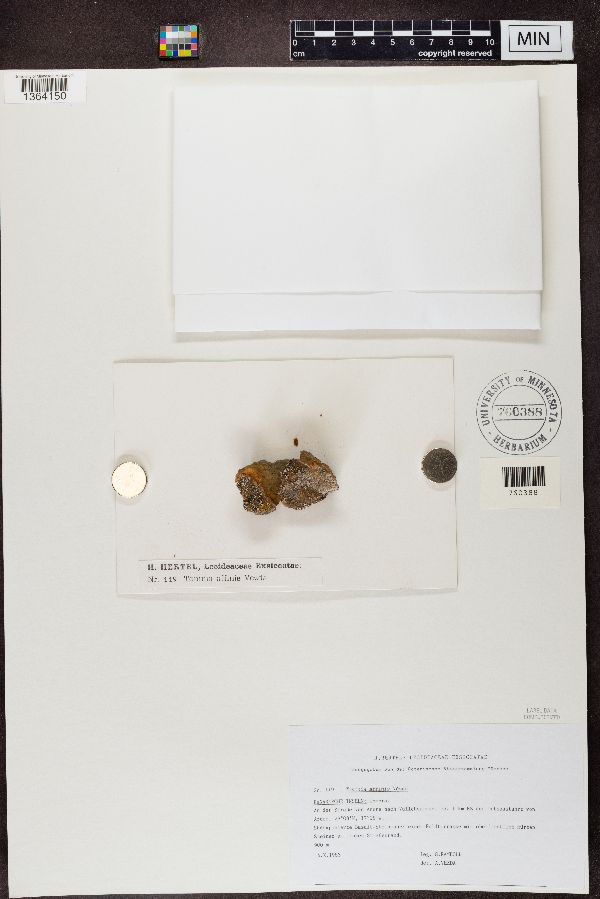 Toninia affinis image