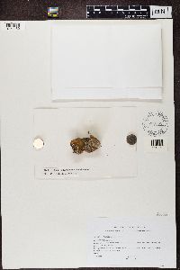 Image of Toninia affinis