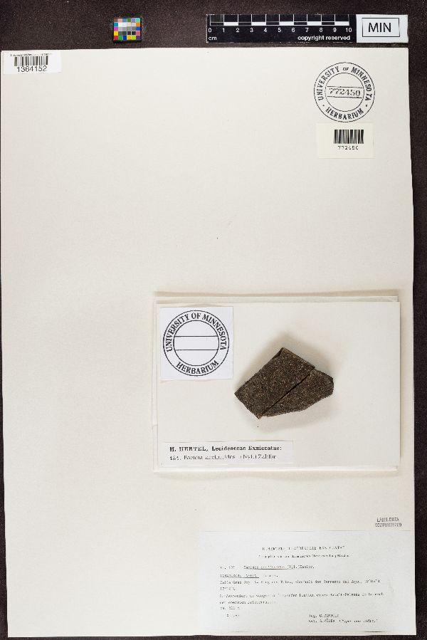 Bacidia acclinoides image