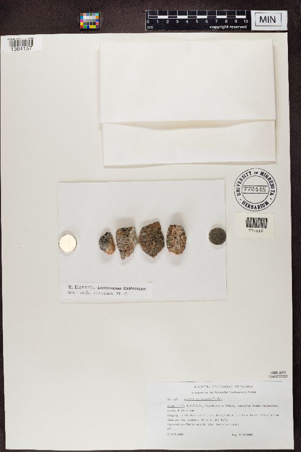 Lecidea auriculata image