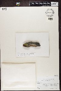 Cecidonia umbonella image