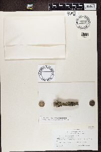 Mycoblastus sanguinarius image