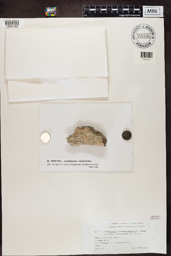 Porpidia albocaerulescens image