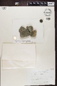 Porpidia crustulata image