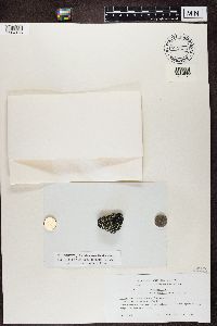 Rhizocarpon geographicum image