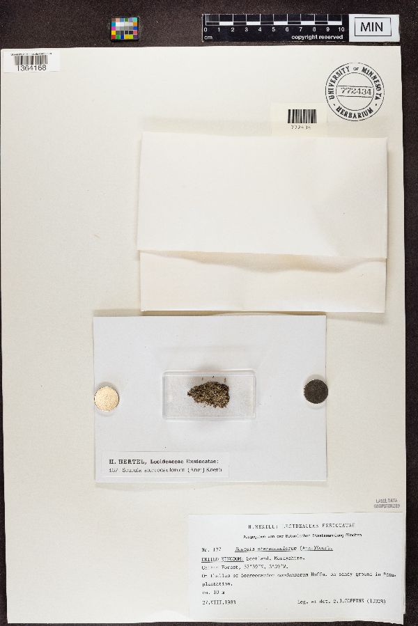 Scutula stereocaulorum image