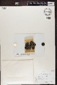 Bilimbia lobulata image