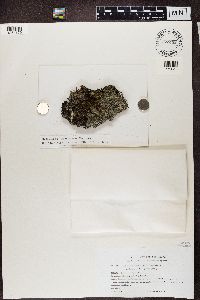 Trapeliopsis granulosa image