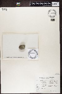 Clauzadea monticola image