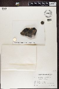 Fuscidea lygaea image