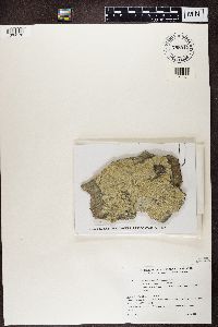Thumbnail image of current specimen