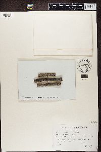 Media resource of Lecidea nylanderi