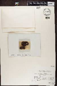 Micarea assimilata image