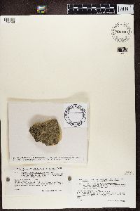 Porpidia crustulata image