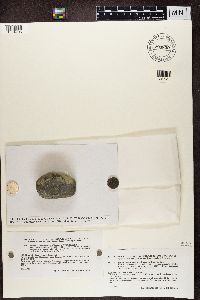 Porpidia crustulata image