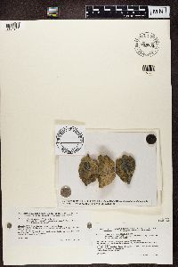 Trapelia glebulosa image