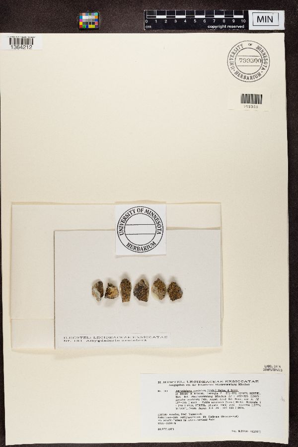 Porpidiaceae image