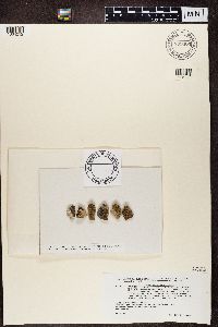 Image of Amygdalaria aeolotera
