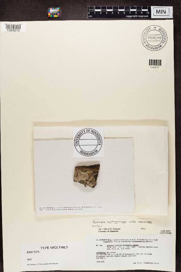 Lecanora impressa image