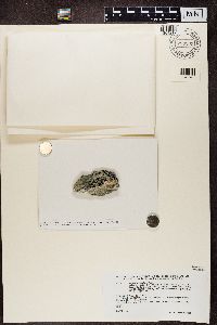 Lecidea auriculata image