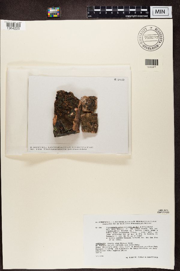 Ramboldia petraeoides image