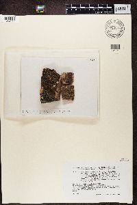 Image of Ramboldia petraeoides