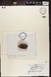 Ramboldia petraeoides image