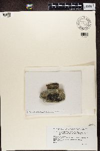 Schaereria tenebrosa image