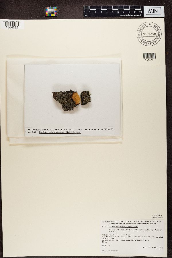 Mycobilimbia epixanthoides image