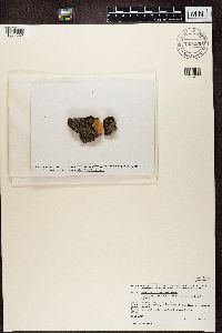 Media resource of Biatora epixanthoides