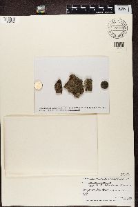 Media resource of Bacidia subincompta