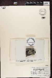 Lecanora marginata image