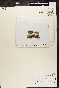 Megalaria grossa image