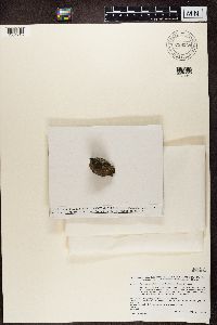 Porpidia crustulata image