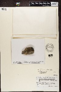Ramboldia petraeoides image