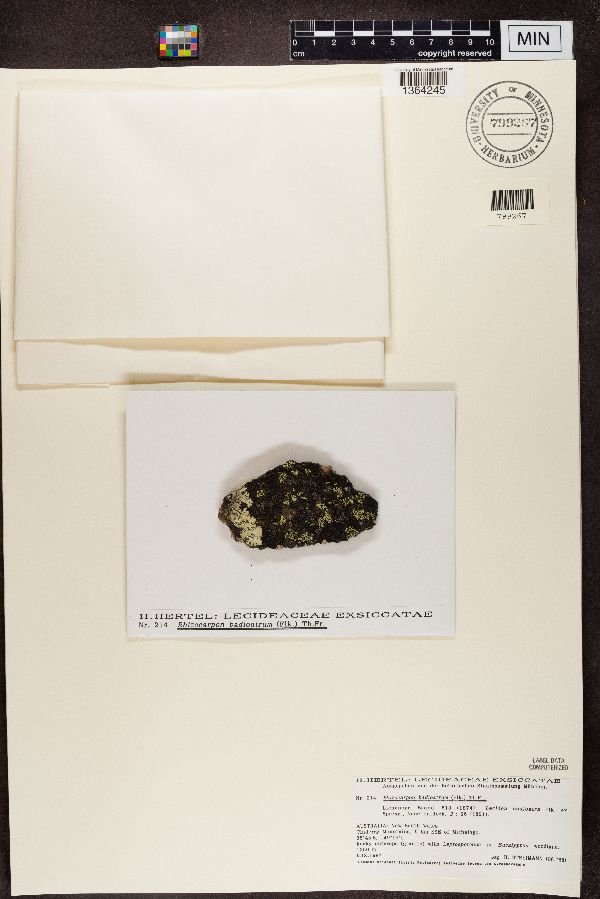 Rhizocarpon badioatrum image