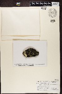 Image Associated With the Occurrence