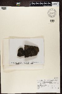 Rhizocarpon grande image