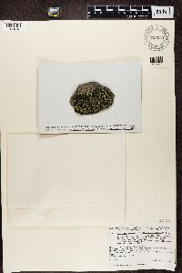 Rhizocarpon geographicum image