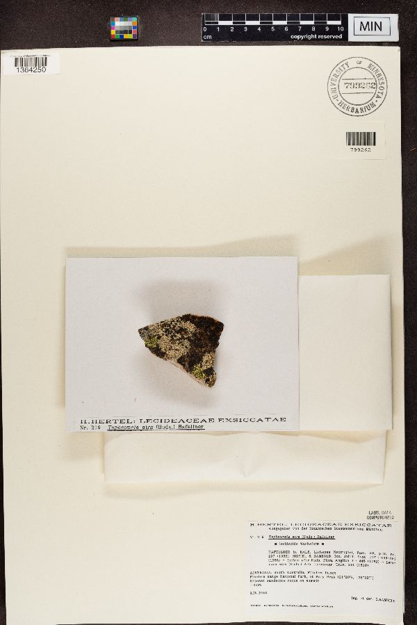 Tephromela atra image