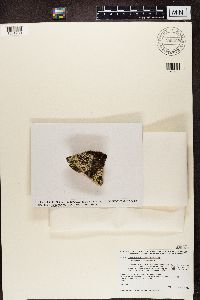 Media resource of Tephromela atra