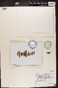 Trapeliopsis granulosa image