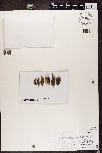 Bacidina inundata image