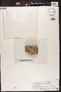 Thumbnail image of current specimen