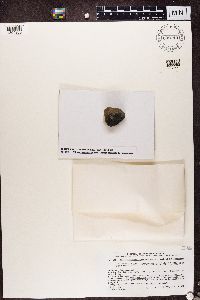 thumbnail image of current specimen