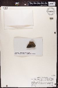 Leimonis erratica image