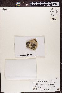 Ramboldia sanguinolenta image