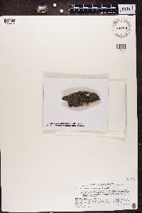 Rhizocarpon disporum image