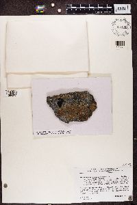 Image of Bellemerea subsorediza