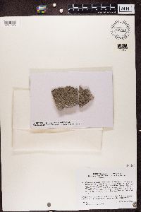 Clauzadea monticola image